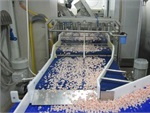 Shrimp Processing Plant